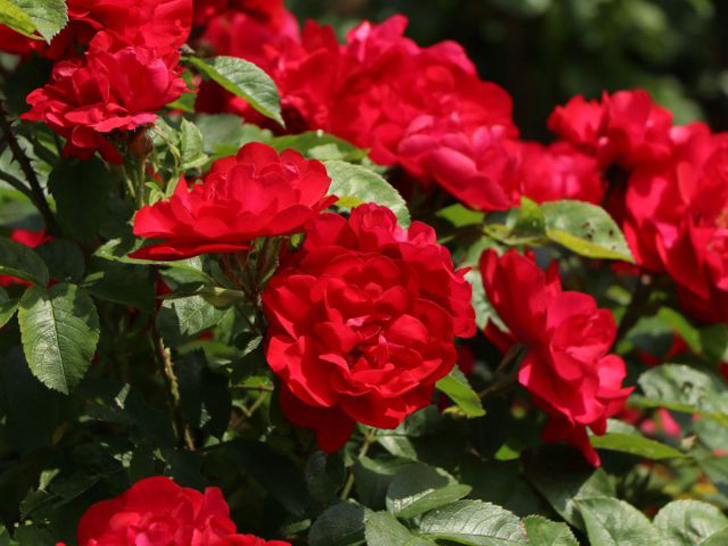 Кустовая роза «Хансаланд» выведена немецкими селекционерами и считается окультуренным шиповником. © baumschule-horstmann