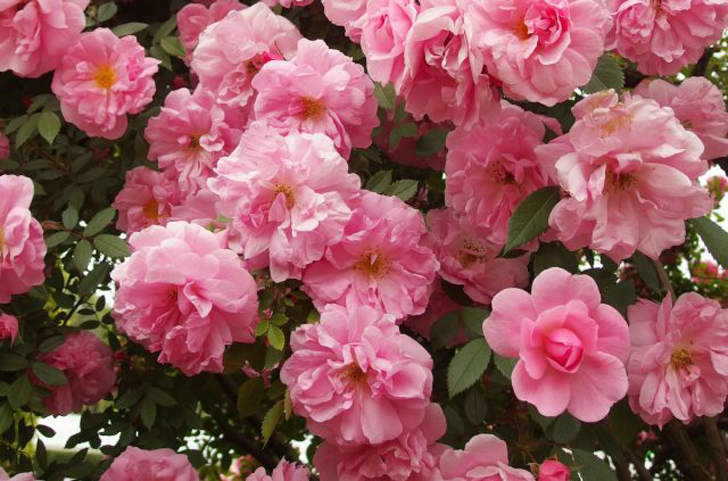 Морозоустойчивость канадской розы «Джон Дэвис» железобетонная, она считается абсолютной зимостойкой. © wikipedia
