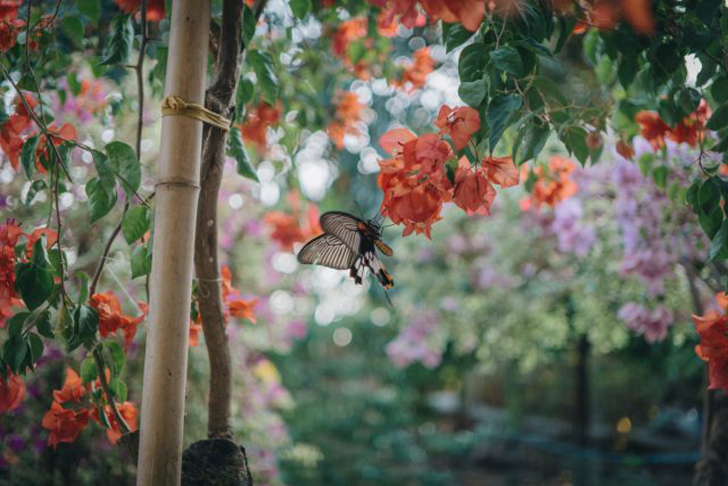 Раннелетние подкормки обеспечат пышное цветение. © Pexels