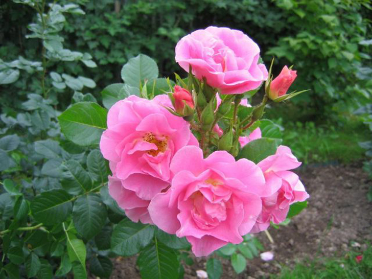 «Пинк Робуста» ценна не только своей выносливостью, надежностью, она впечатляет красотой куста и продолжительностью цветения. © gsroses