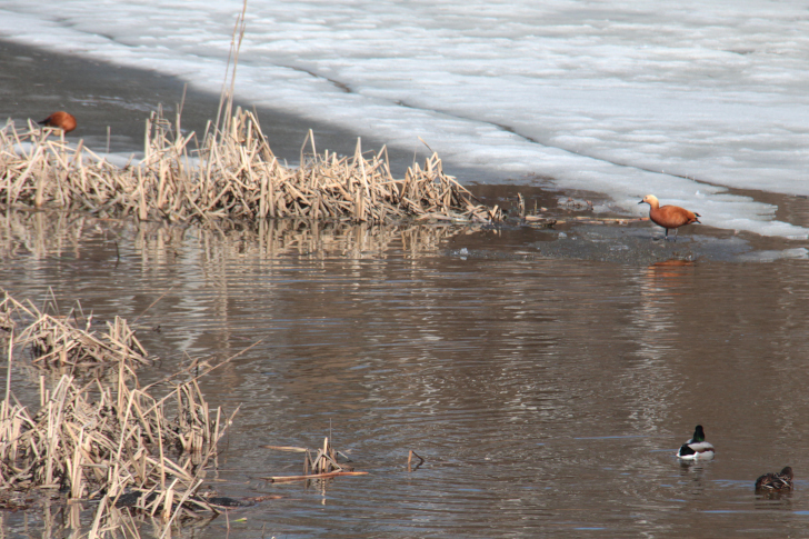 Красная утка в Клину (фото В.Кузьмин, апрель, 2023)