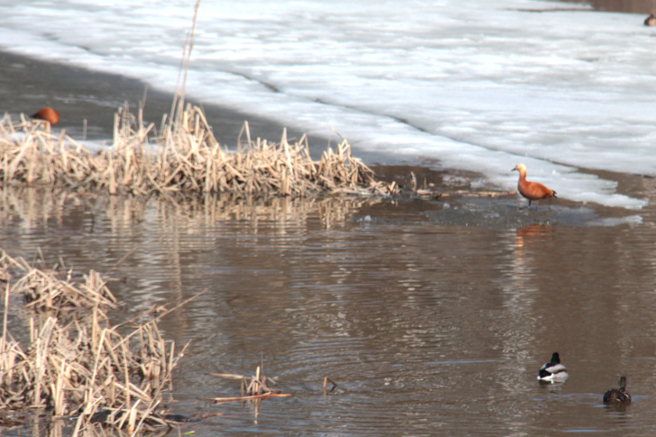 Красная утка в Клину (фото В.Кузьмин, апрель, 2023)