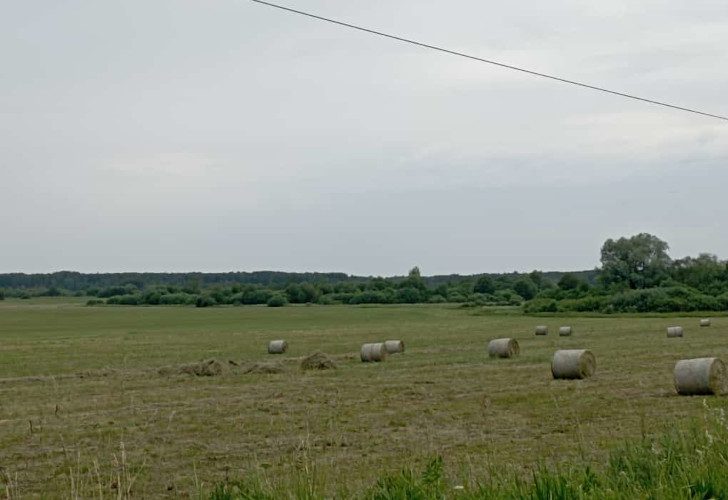 г.Клин, окрестности села Ясенево (фото из архива сайта В. Молодцовой, июнь, 2023)
