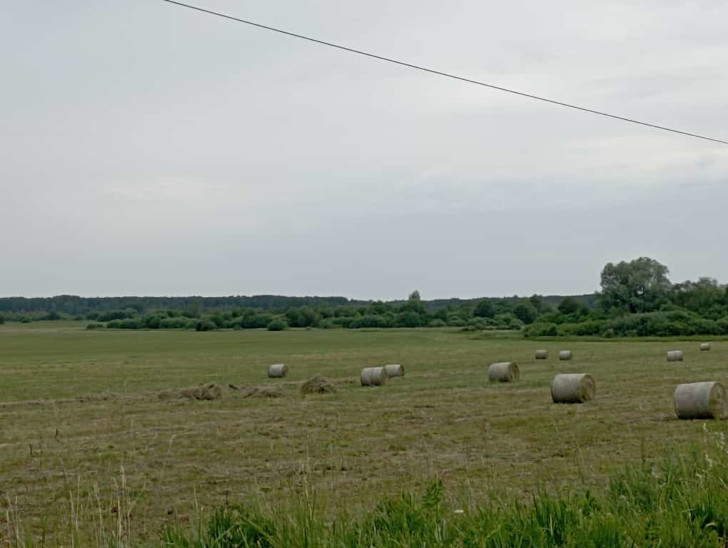 г.Клин, окрестности села Ясенево (фото из архива сайта В. Молодцовой, июнь, 2023)
