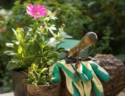 Шпаргалка на июль — важные садово-огородные дела