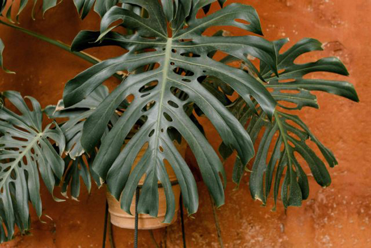 В наших домах эти вечнозеленые растения могут достигать 2,5-3 м в высоту. © Julia Volk / Pexels