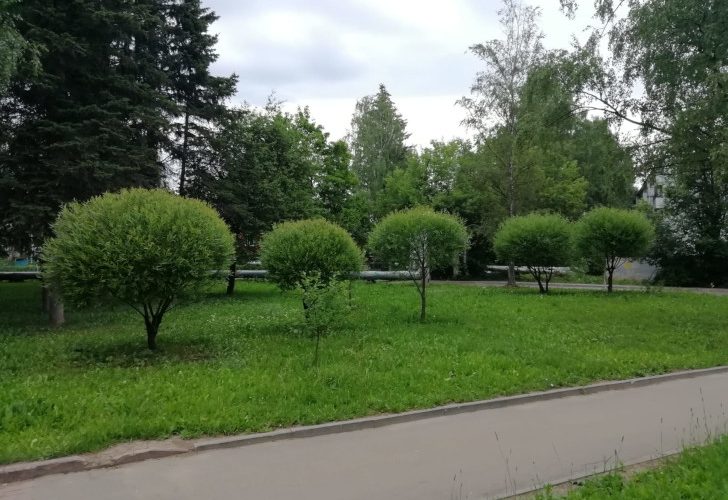 Комсомольский парк (г.Клин, 3 мкрн, фото из архива О. Шалаева, июнь, 2023)