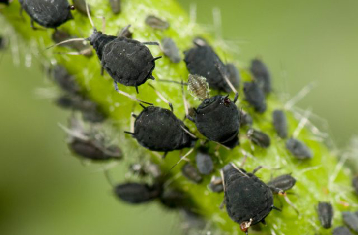 От насекомых-вредителей хорошо помогают феромонные ловушки. © aces