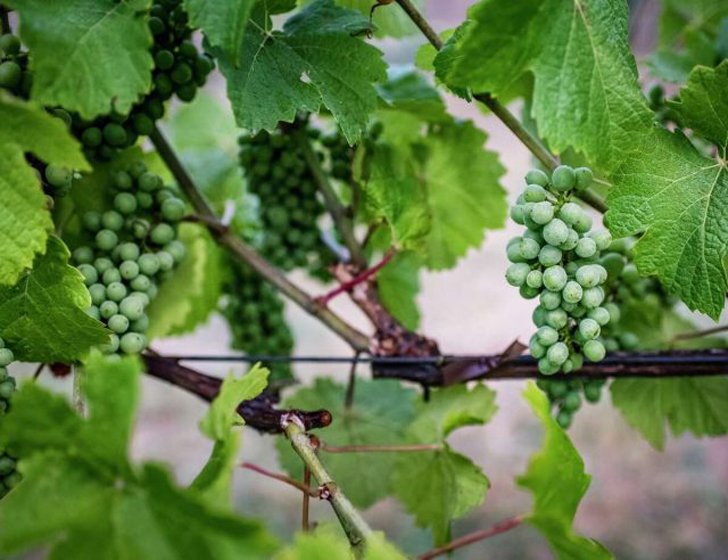 Не забыть про виноград — он активно растёт и завязывает плоды. © sfchronicle