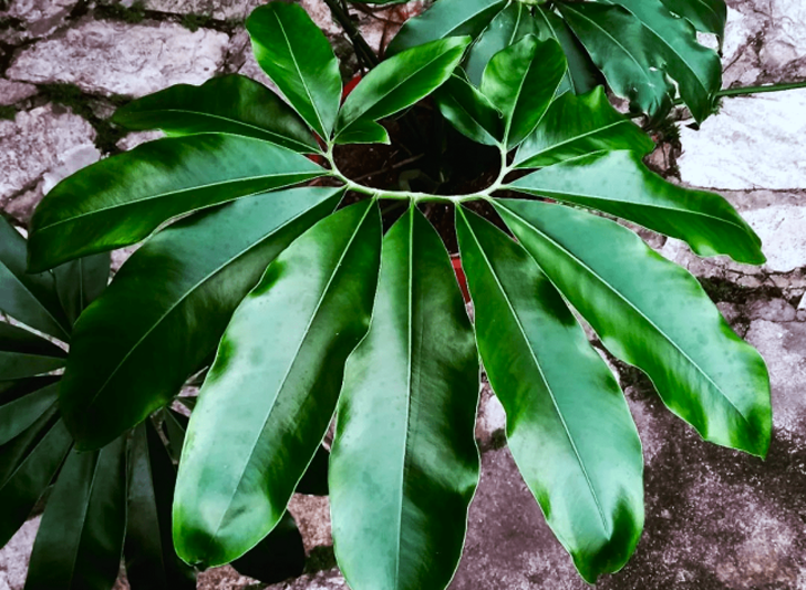 Филодендрон Гельди (Philodendron goeldii). © plantscraze