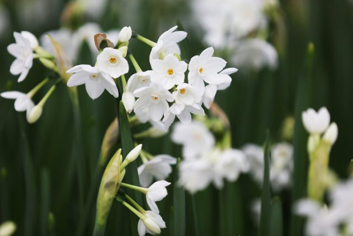 Нарцисс бумажный (Narcissus papyraceus). © Eden Project