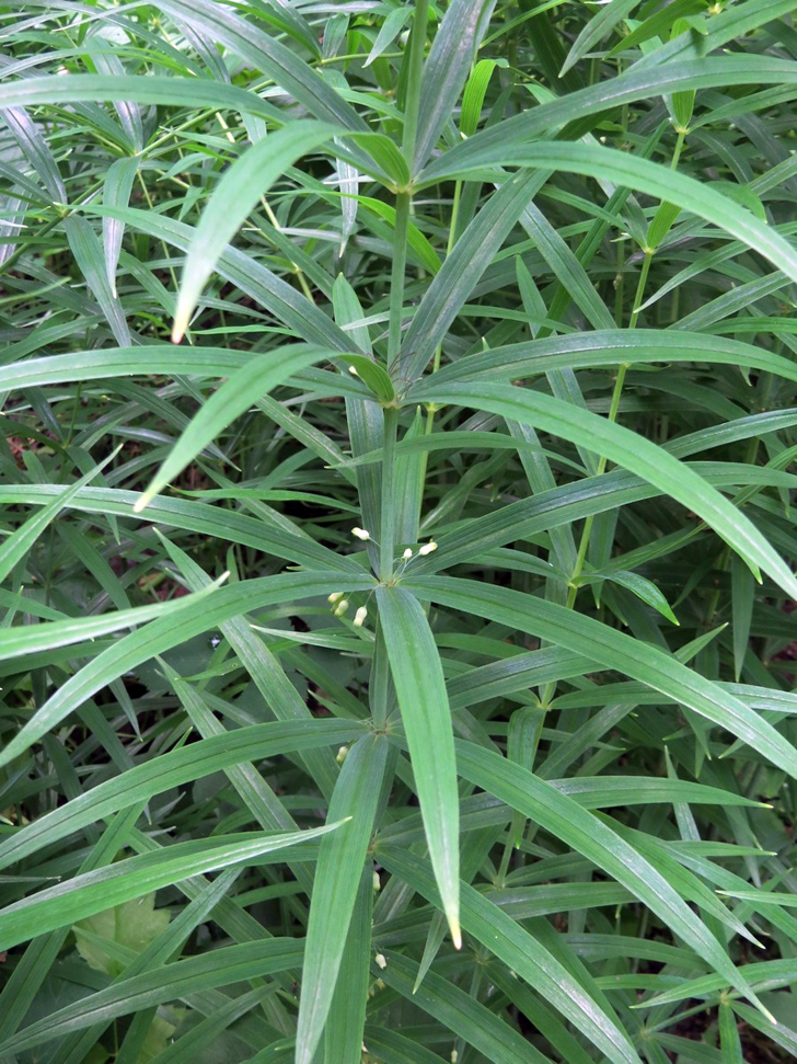 Купена узколистная (Polygonatum stenophyllum). © Виктор Курков