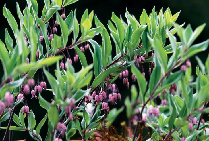 На высоте 2500 м растёт купена Пратти (Polygonatum prattii) высотой 10-20 см с изящно свисающими розовато-фиолетовыми цветками в форме колокольчиков. © pacifichorticulture