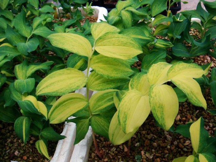 У сорта «Даи Коуга» (Polygonatum odoratum ‘Dai Kouga’) лаймово-зелёный центр листа и зелёные края. © soulesgarden