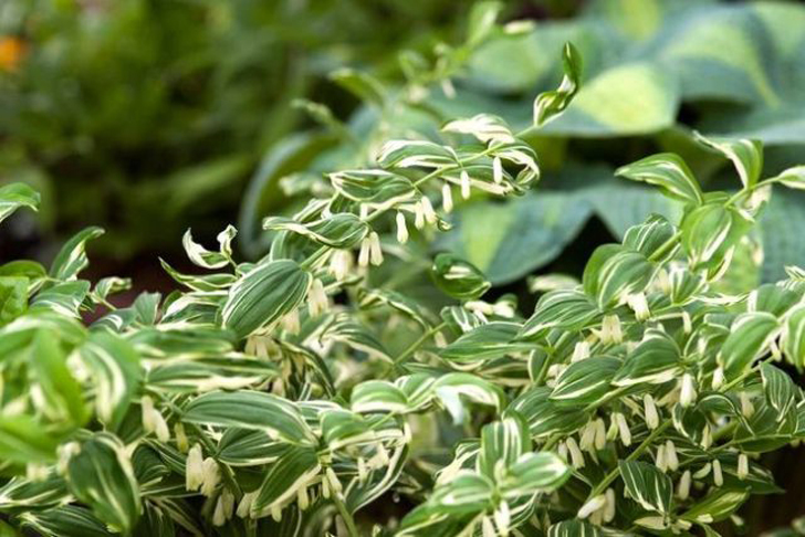 Гибридный сорт «Стриатум» (Polygonatum falcatum ‘Striatum’) щеголяет невероятно броскими бело-зелёными листьями.