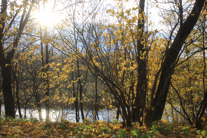 Красочная и теплая осень (фото В.Кузьмин, ноябрь, 2021)