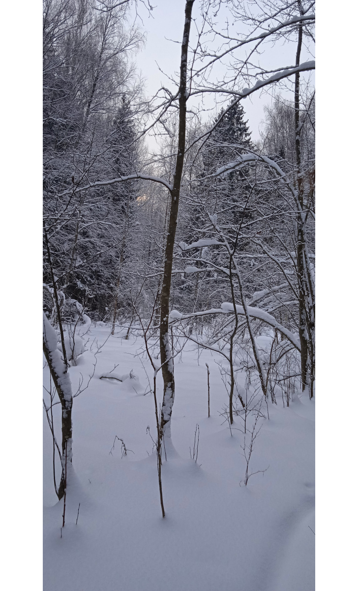 В лес по военной дороге (фото В.Кузьмин, январь, 2022)