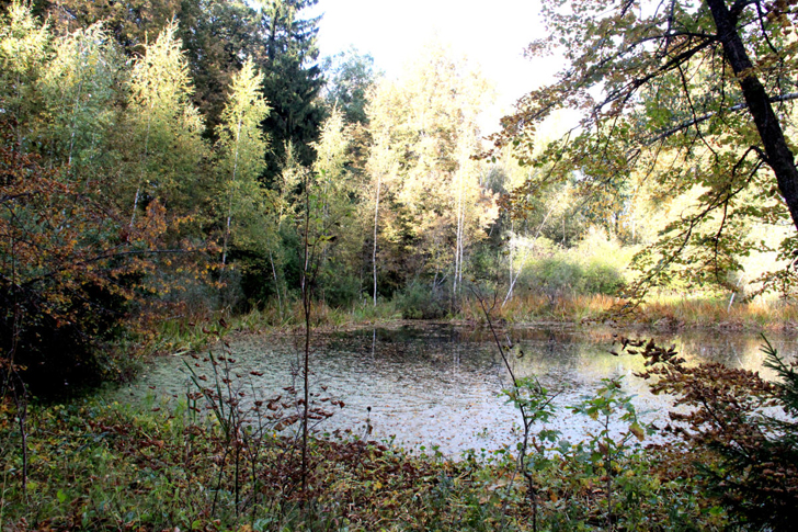Усадебный пруд (Уникальный поход к могиле Василия Никитича Татищева, фото В.Кузьмин, сентябрь, 2021)