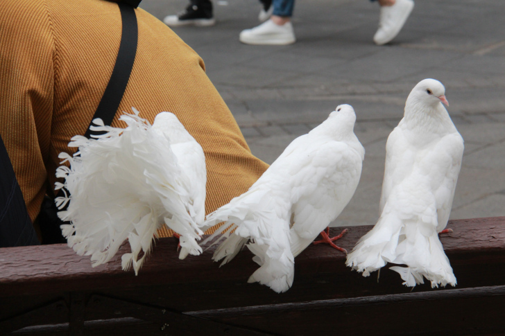 Фото из архива В.Кузьмина (г.Москва, сентябрь, 2022)