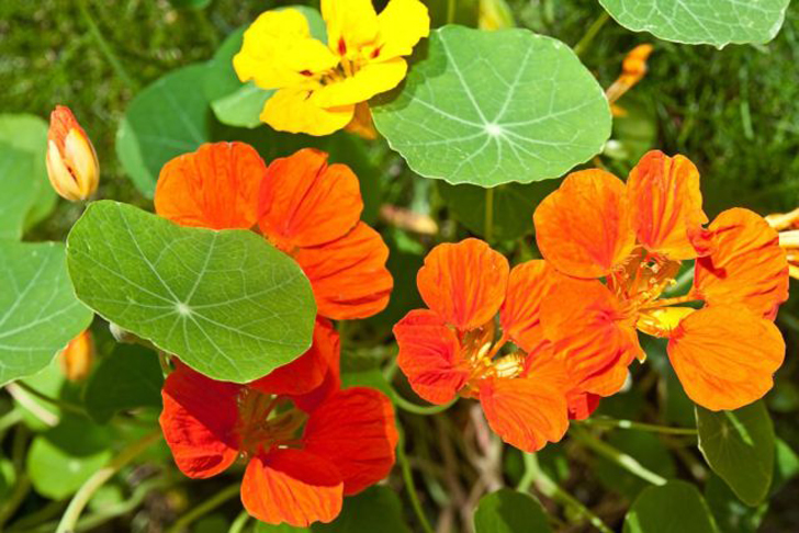 Настурция — это быстрорастущие однолетние цветы. © houseplantcentral