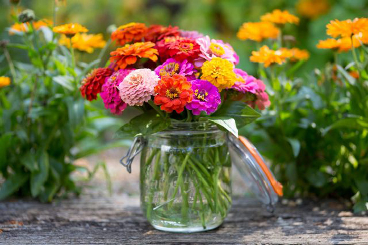 Циннии — красивые цветы, похожие на ромашки. © gardenersworld
