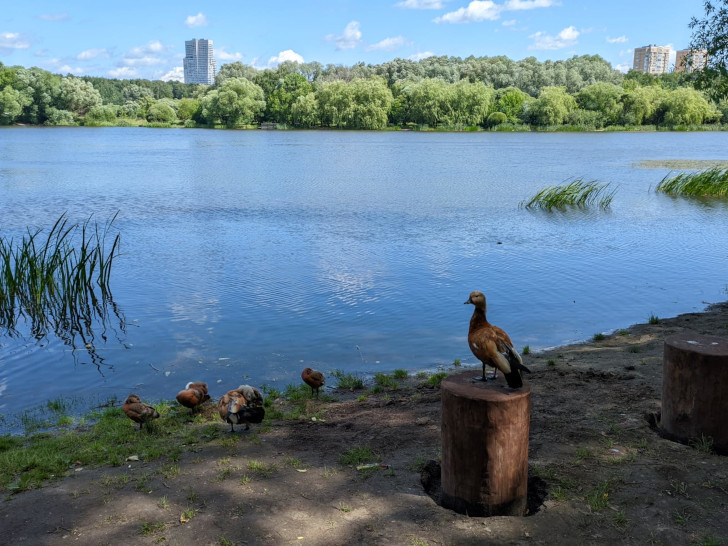 Парк Покровское-Стрешнево, г.Москва (фото Олег Д., июль, 2023)