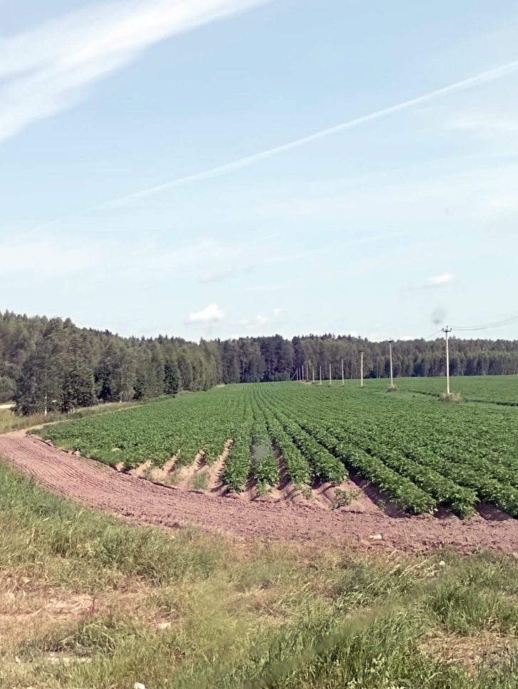 Картофельные поля Клинского района (фото из архива В.Молодцовой, июль, 2023)