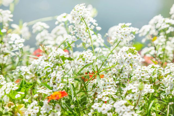 Алиссум — кружевное однолетнее растение обладает сладким ароматом. © hometownseeds