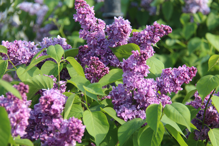 г.Тверь (фото В.Кузьмин, июнь, 2022)