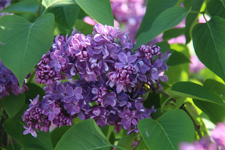 г.Тверь (фото В.Кузьмин, июнь, 2022)