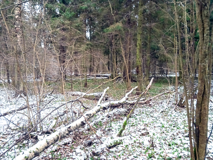 Зимний лес (фото В.Кузьмин, ноябрь, 2021)
