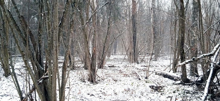 Зимний лес (фото В.Кузьмин, ноябрь, 2021)