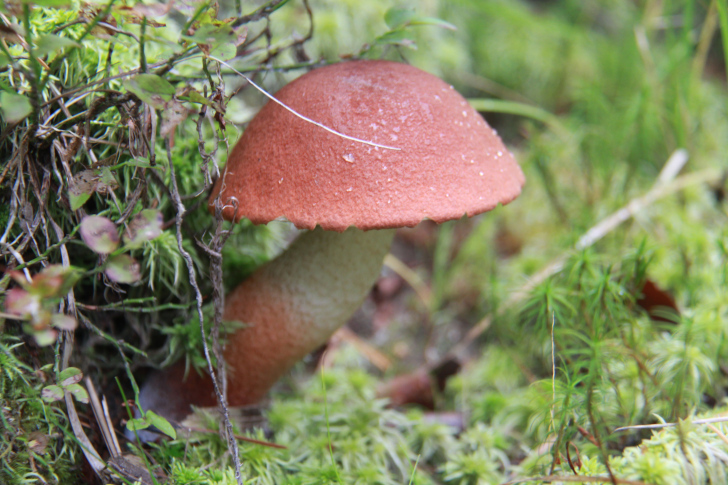 По боевым местам Высоковских партизан (фото В.Кузьмин, г.Высоковск, сентябрь, 2022)
