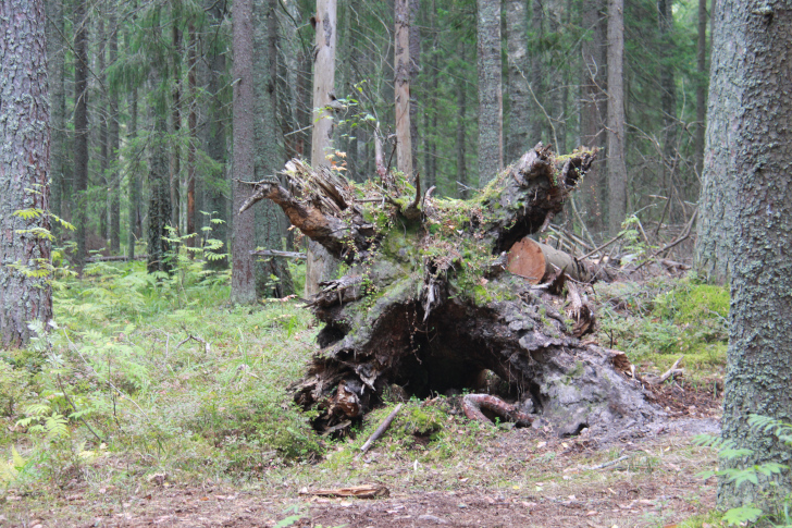 По боевым местам Высоковских партизан (фото В.Кузьмин, г.Высоковск, сентябрь, 2022)