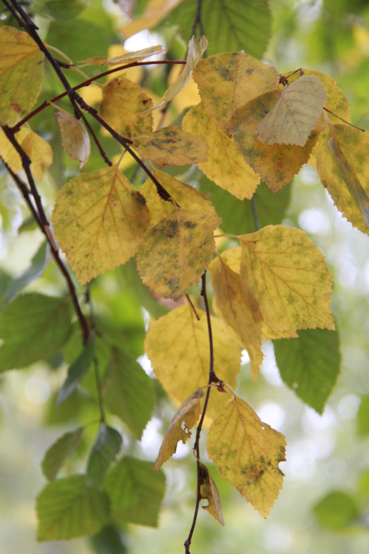 По боевым местам Высоковских партизан (фото В.Кузьмин, г.Высоковск, сентябрь, 2022)