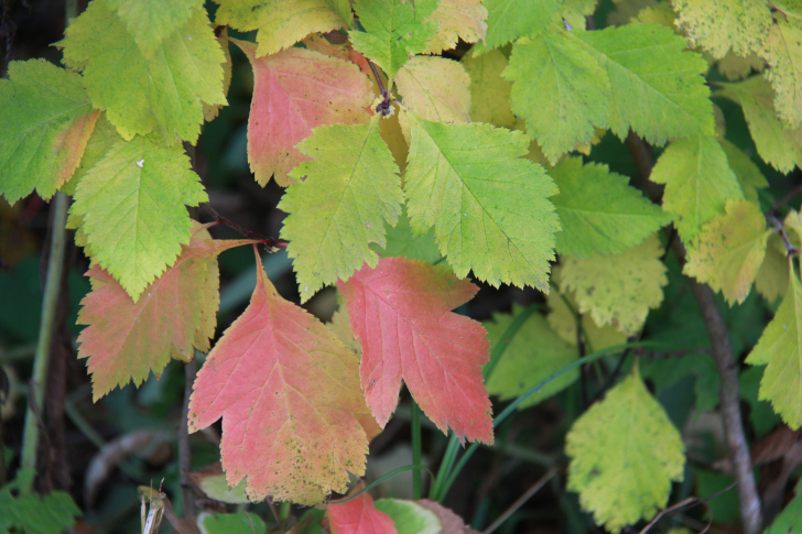 По боевым местам Высоковских партизан (фото В.Кузьмин, г.Высоковск, сентябрь, 2022)