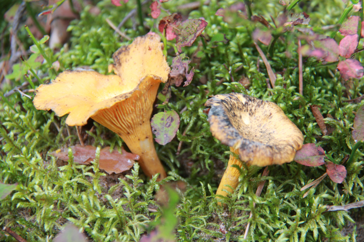 По боевым местам Высоковских партизан (фото В.Кузьмин, г.Высоковск, сентябрь, 2022)