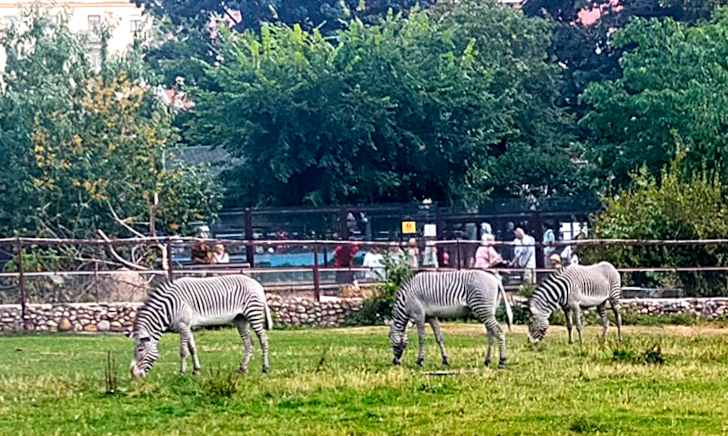 Прогулка в летний день (фото Дмитрий Кузьмин, август, 2022)