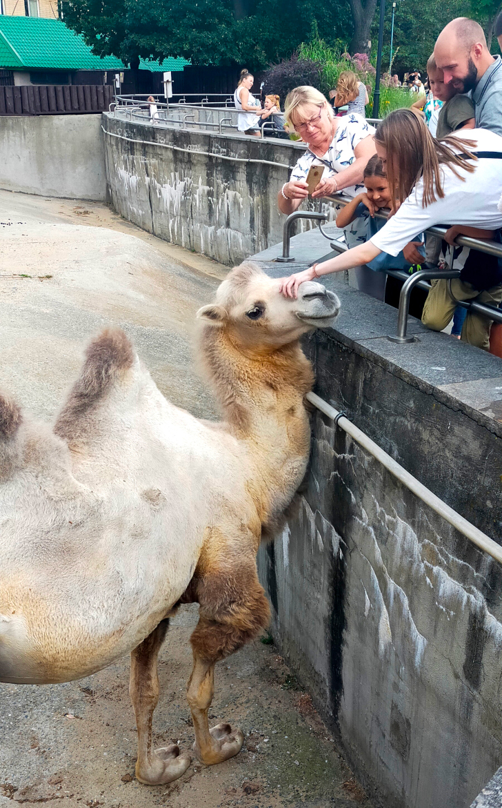 Прогулка в летний день (фото Дмитрий Кузьмин, август, 2022)