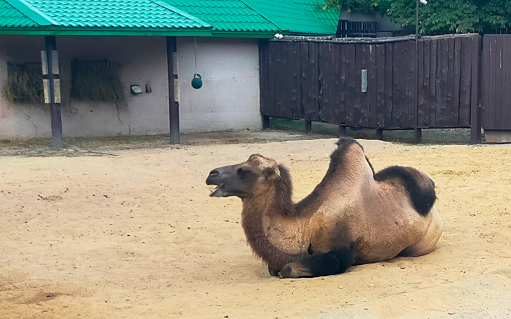Прогулка в летний день (фото Дмитрий Кузьмин, август, 2022)
