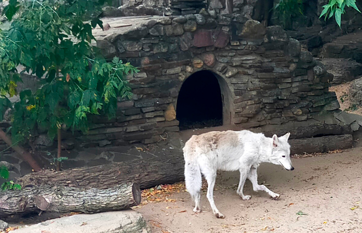 Прогулка в летний день (фото Дмитрий Кузьмин, август, 2022)