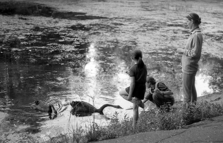 пруд и лебедь Федька 1987
