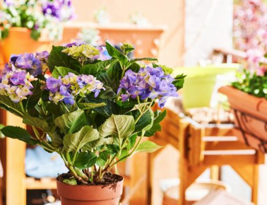 Гортензия в квартире — 8 ошибок, которые погубят растение