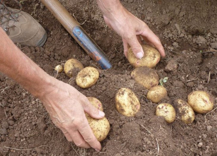 В сентябре по важности первое место занимает выкопка картошки. © highinbrixham