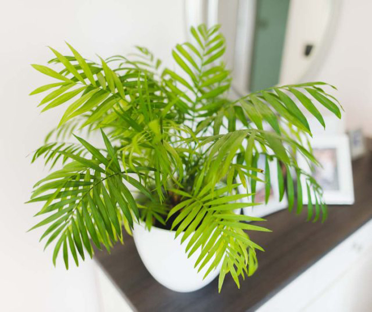 Хамедорея элеганс. Она представляет собой небольшое компактное одноствольное растение с красивыми изогнутыми перистыми листьями © jardiner-malin