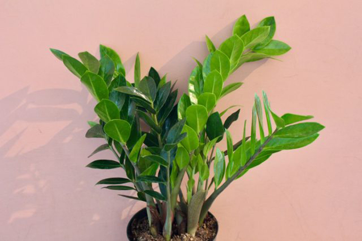 Замиокулькас легко выращивать и он крайне теневынослив. Его блестящие темные листья придадут изюминку любому пространству и создадут атмосферу тропиков. © solabeeflowers