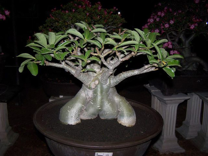 Адениум тай-сокотранум (Adenium thai-socotranum). © rareplant