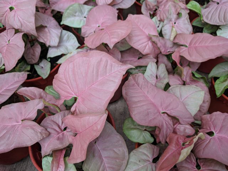 Сингониум «Неон Робуста». У сингониума приятная сердцевидная листва светло-зеленых и пыльно-розовых оттенков с ярко-розовыми прожилками. © palmenmann