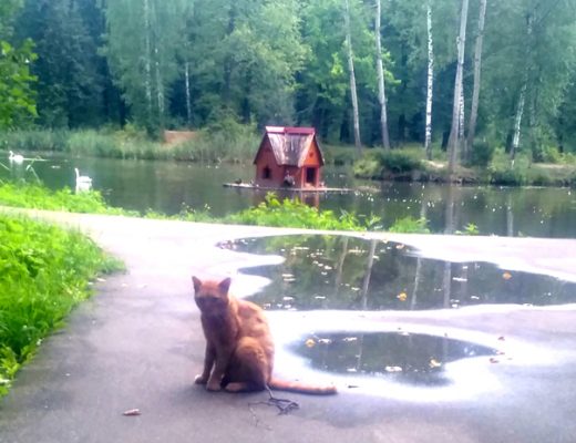 Знаменитый Майдановский кот Лева (фото из архива В.Кузьмина)