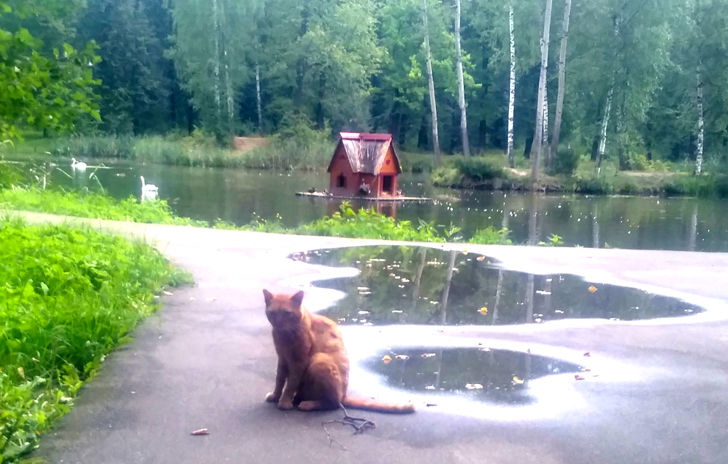 Знаменитый Майдановский кот Лева (фото из архива В.Кузьмина)